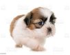 We need a good and loving home for our two teacup shih-tzu puppies. - 0 - Thumbnail