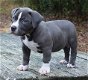 New litter of pitbull puppies for new home, - 0 - Thumbnail