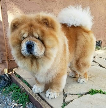 I am selling a male Chow chow puppy. - 0