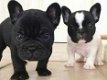 Puppies come with a health guarantee contract, vaccination record and puppy information - 0 - Thumbnail