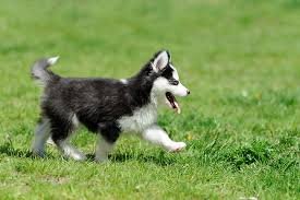 Gift beautiful Siberian husky puppies. - 0