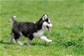 Gift beautiful Siberian husky puppies. - 0 - Thumbnail