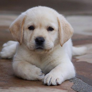 Labrador puppies gift, - 0