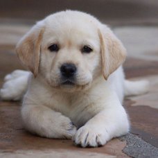 Labrador puppies gift,