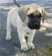 Mastiff puppies of 2nmonths are sold, - 0 - Thumbnail