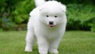 Magnificent gift Samoyed puppies, - 0 - Thumbnail