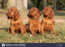 Setter puppies gift,