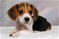 Beagle puppies for free adoption - 0 - Thumbnail