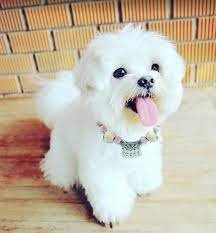 Precious gift purebred miniature maltese bichon