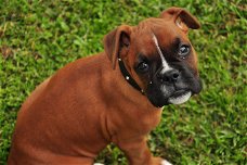 Adorable gift boxer puppies,