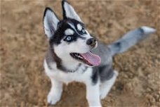 gift precious litter of purebred miniature siberian husky.