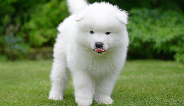 Magnificent gift Samoyed puppies, - 0
