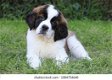 Gift impress Saint Bernard puppies, - 0 - Thumbnail
