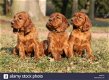 I am looking for a puppy for me and my family, - 0 - Thumbnail