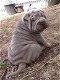 Well socialized Chinese shar pei puppies available. - 0 - Thumbnail