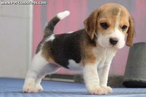 Gift female and male beagle puppies, - 0