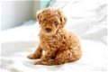 Precious puppy gift of female and male poodles for free, - 0 - Thumbnail