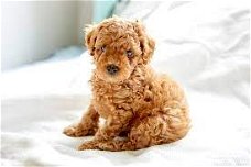 Precious puppy gift of female and male poodles for free,