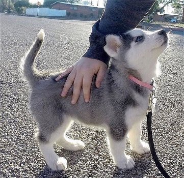 Energetic and intelligent husky puppies looking for a new home - 0