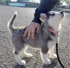 Energetic and intelligent husky puppies looking for a new home