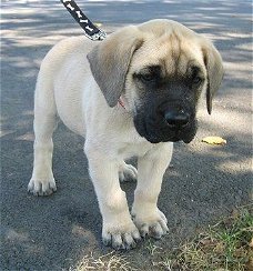 Mastiff puppies of 2nmonths are sold,