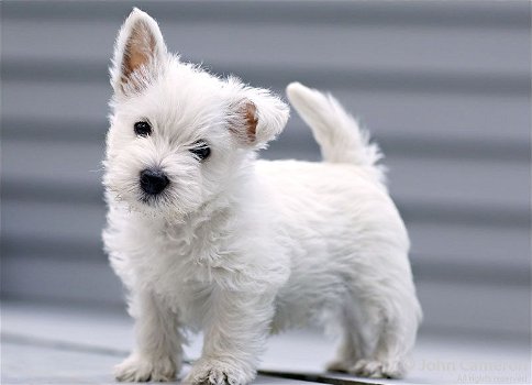 gift for female and male western highland terrier puppies, - 0