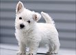 gift for female and male western highland terrier puppies, - 0 - Thumbnail