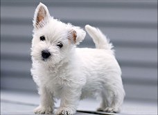 gift for female and male western highland terrier puppies,
