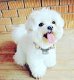 Precious gift purebred miniature maltese bichon - 0 - Thumbnail