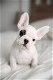 Precious gift French bulldog different litters of French bulldog puppies - 0 - Thumbnail