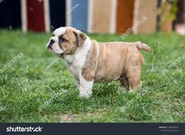Precious gift English bulldog different litters of puppies, - 0