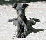 I am looking for a flight godfather / godmother for my recently adopted greyhound. - 0 - Thumbnail