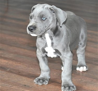 Great gift Great Dane puppies, - 0