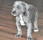 Great gift Great Dane puppies, - 0 - Thumbnail