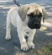 Mastiff puppies of 2nmonths are sold, - 0 - Thumbnail