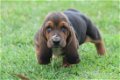 Hound puppies for adoption. - 0 - Thumbnail