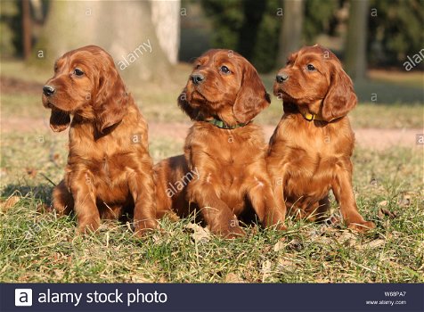 we are interested in a puppy of the setter breed or mix of setter, - 0