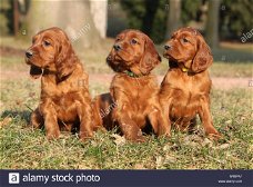 we are interested in a puppy of the setter breed or mix of setter,