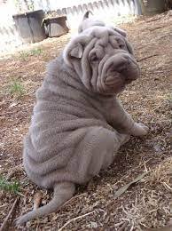 Well socialized Chinese shar pei puppies available.