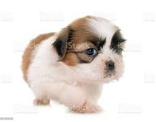 Well socialized Chinese shih pzu puppies available.