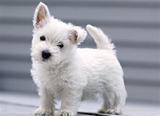 Gift for female and male westy highland terrier puppies,