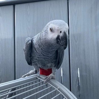 African Grey Parrots Male and Female - 0