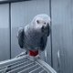 African Grey Parrots Male and Female - 0 - Thumbnail