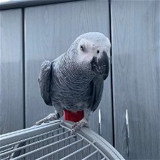 African Grey Parrots Male and Female