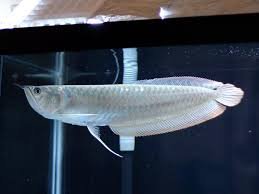 Onze Arowana-lijst is zoals hieronder - 0