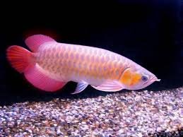 Onze Arowana-lijst is zoals hieronder - 1