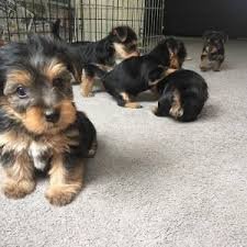 Biewer Yorkshire terrier pups - 0