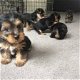 Biewer Yorkshire terrier pups - 0 - Thumbnail