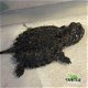 we hebben meer dan 100 soorten schildpadden om te herplaatsen - 0 - Thumbnail