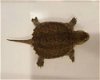 we hebben meer dan 100 soorten schildpadden om te herplaatsen - 1 - Thumbnail